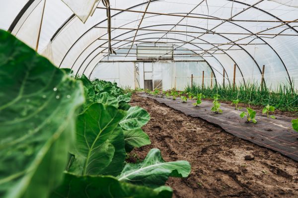 Greenhouse Demolition in Idaho Falls